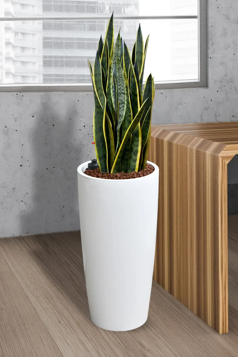 Hydro Kingsize Sansevieria Laurentii, 70-80cm