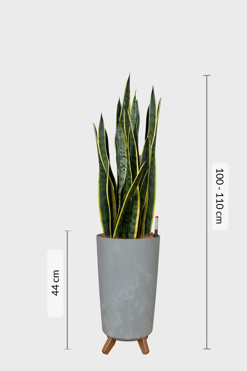 Hydro XL Büropflanze Bogenhanf in Betonoptik Vase