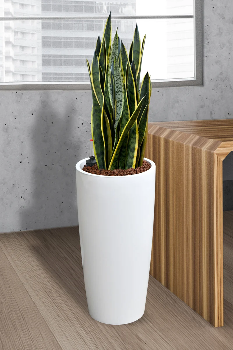 HYDRO SET XL Büropflanze Sansevieria mit Vase Classico