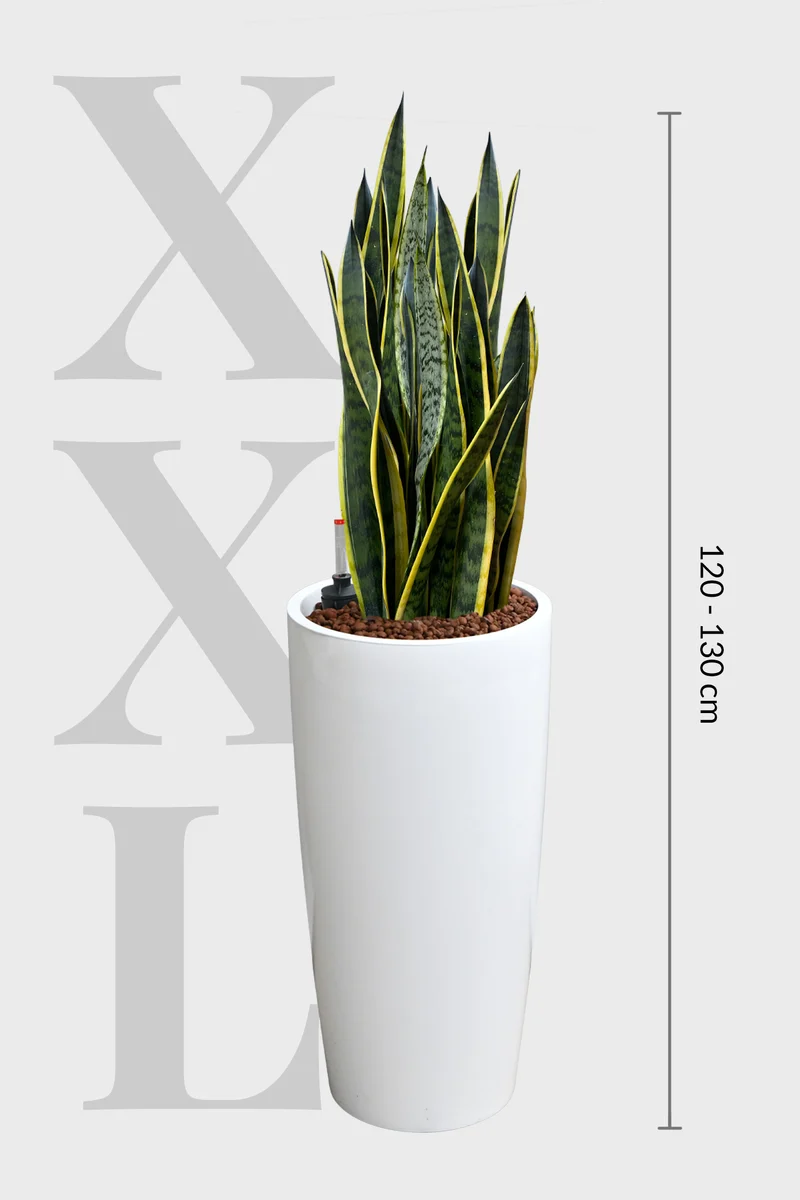 HYDRO SET XL Büropflanze Sansevieria mit Vase Classico