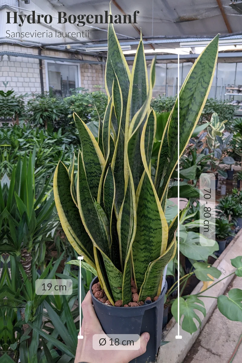 HYDRO SET XL Büropflanze Sansevieria mit Vase Classico