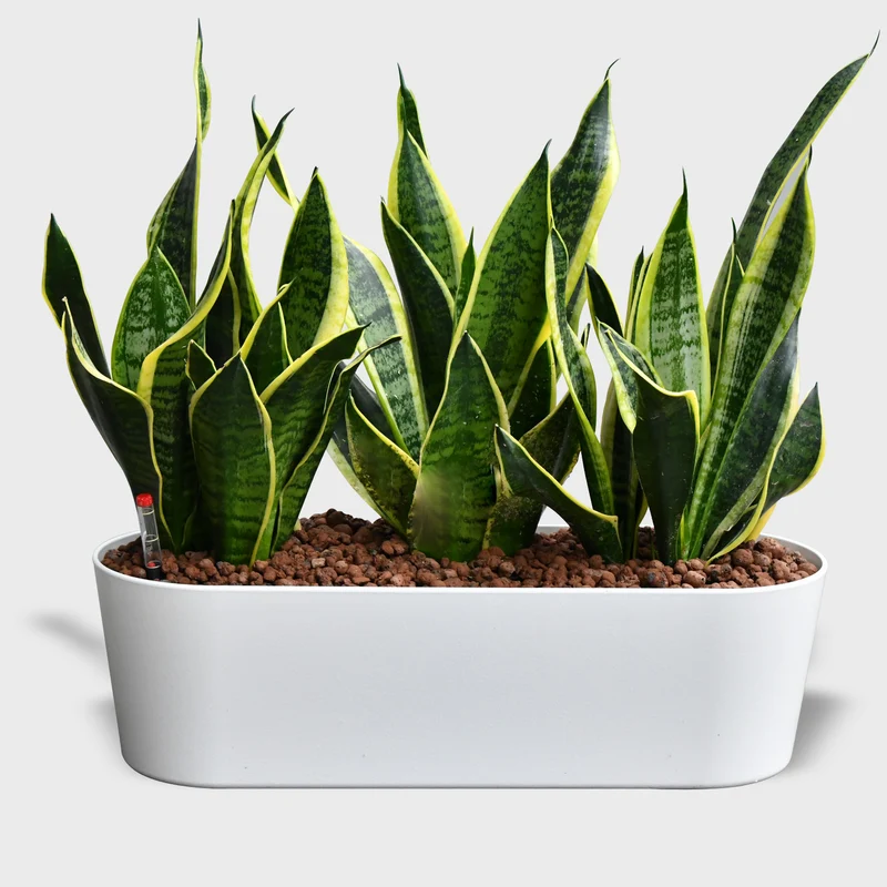 Hydro Büropflanzen Set Sideboard Classico Sansevieria