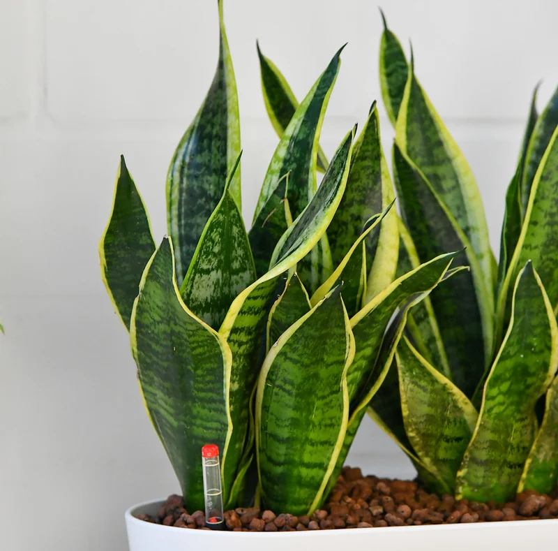 Hydro Büropflanzen Set Sideboard Classico Sansevieria
