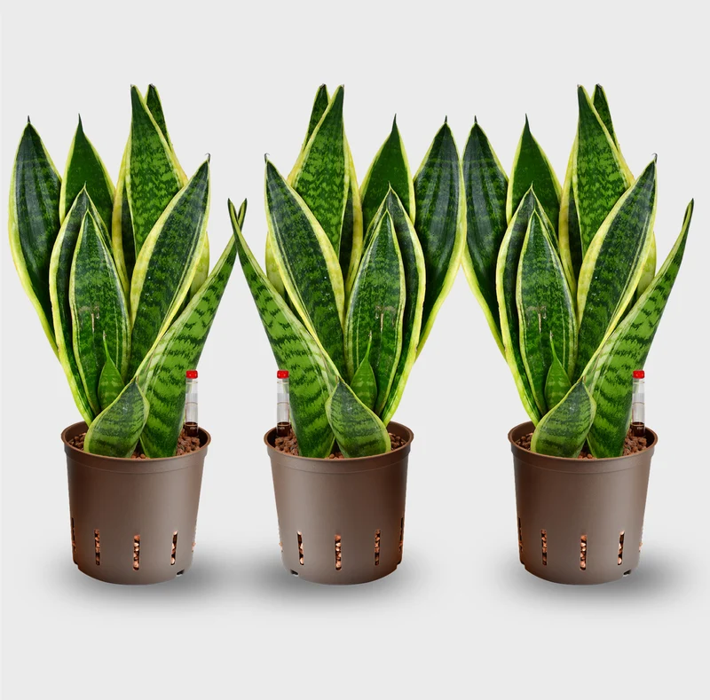 Hydro Büropflanzen Set Sideboard Classico Sansevieria