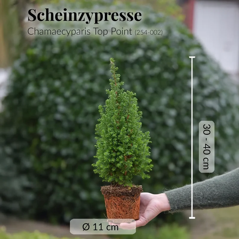 Kleine Tanne für Draußen