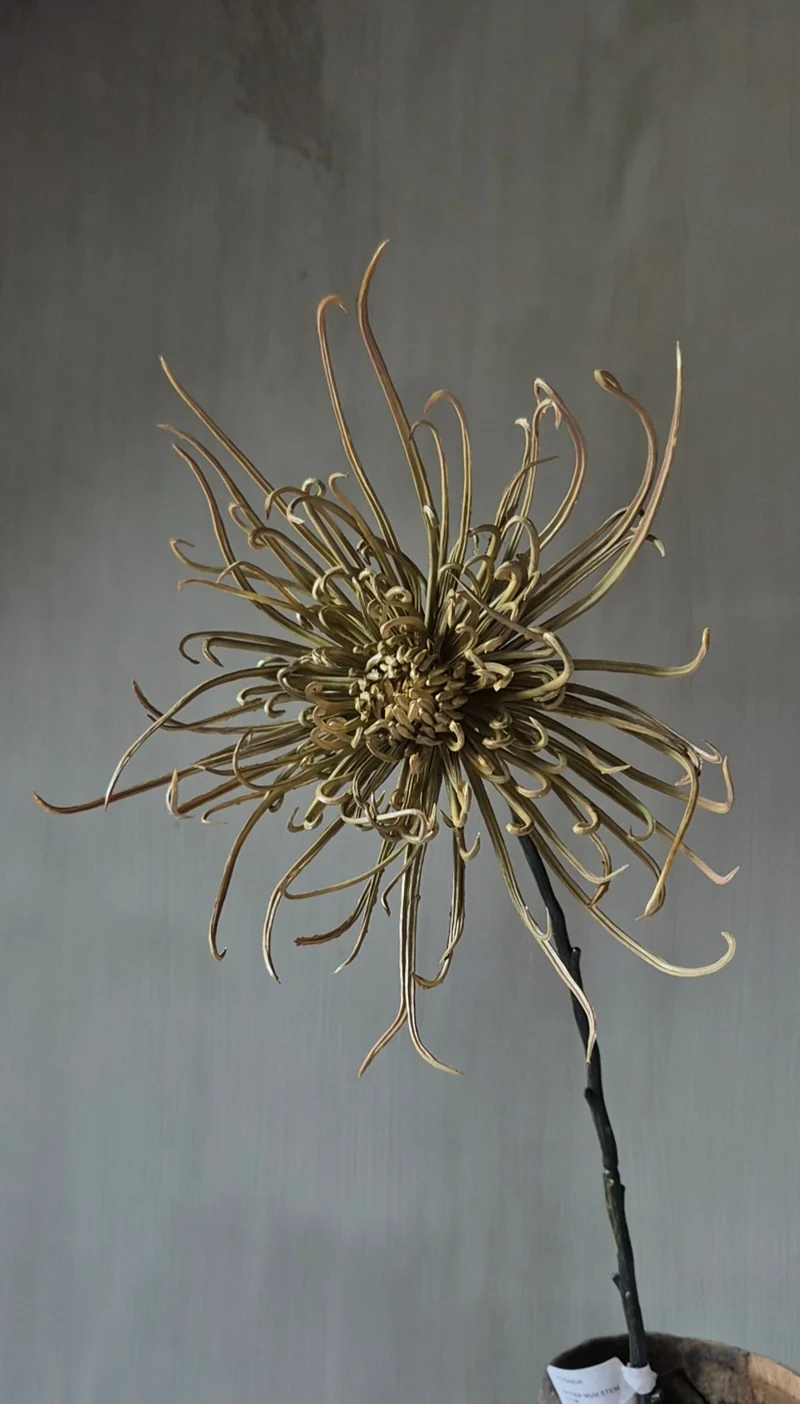 Pre-order Spinchrysant kunsttak naturel - 75 cm