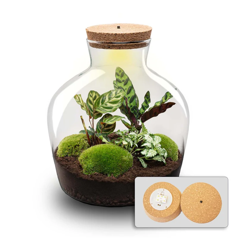 Fat Joe - Terrarium with light - Bottle garden DIY kit - Ø 29 cm ↑ 30 cm