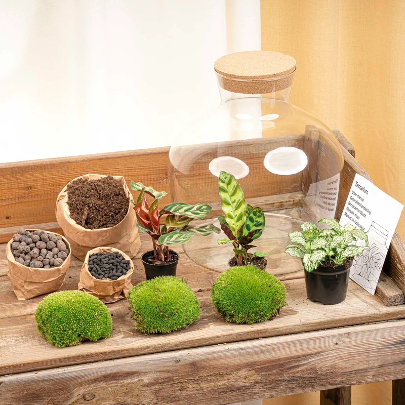 Fat Joe - Terrarium with light - Bottle garden DIY kit - Ø 29 cm ↑ 30 cm