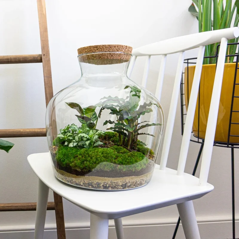 Fat Joe - Terrarium with light - Bottle garden DIY kit - Ø 29 cm ↑ 30 cm