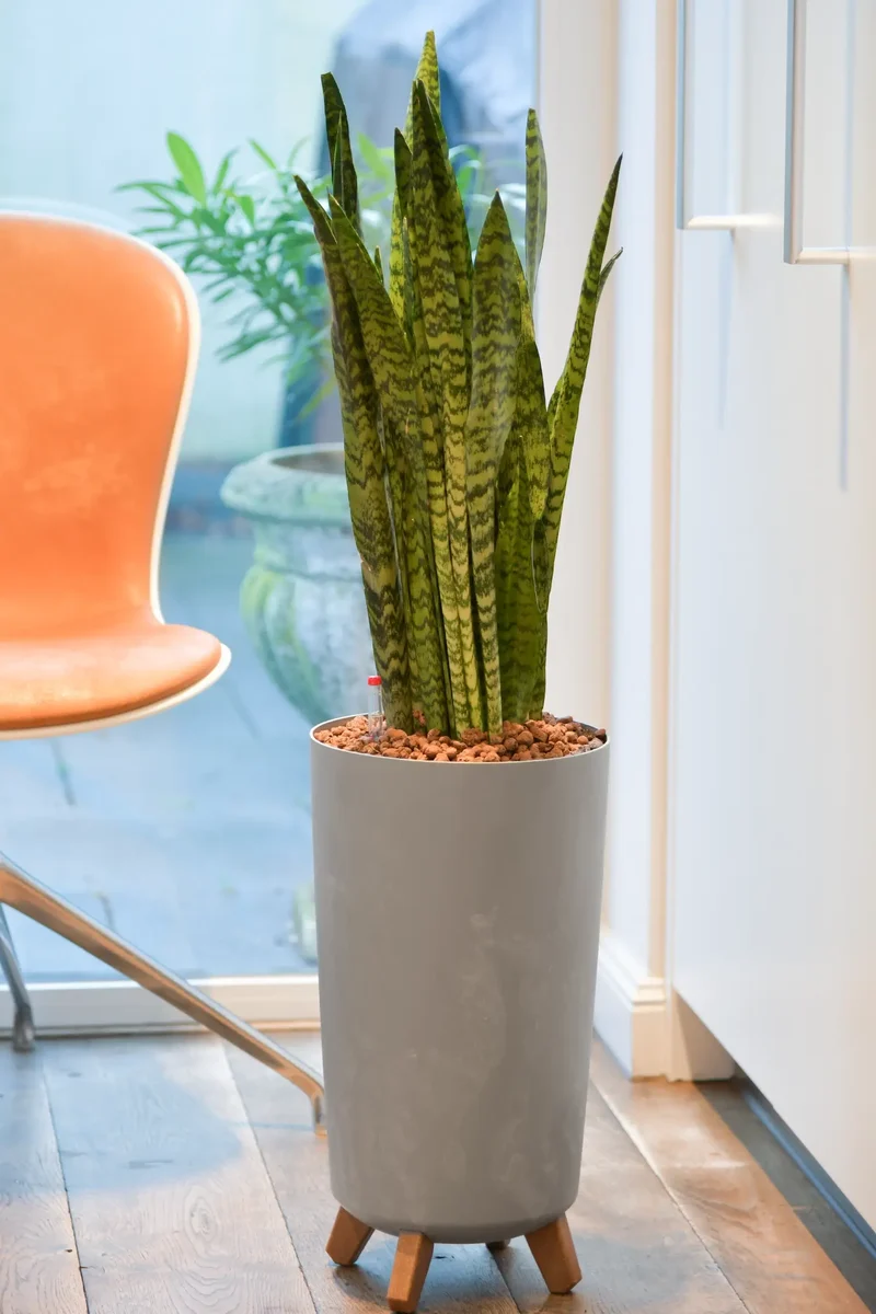 Hydro XL Büropflanze Sansevieria Betonoptik Vase