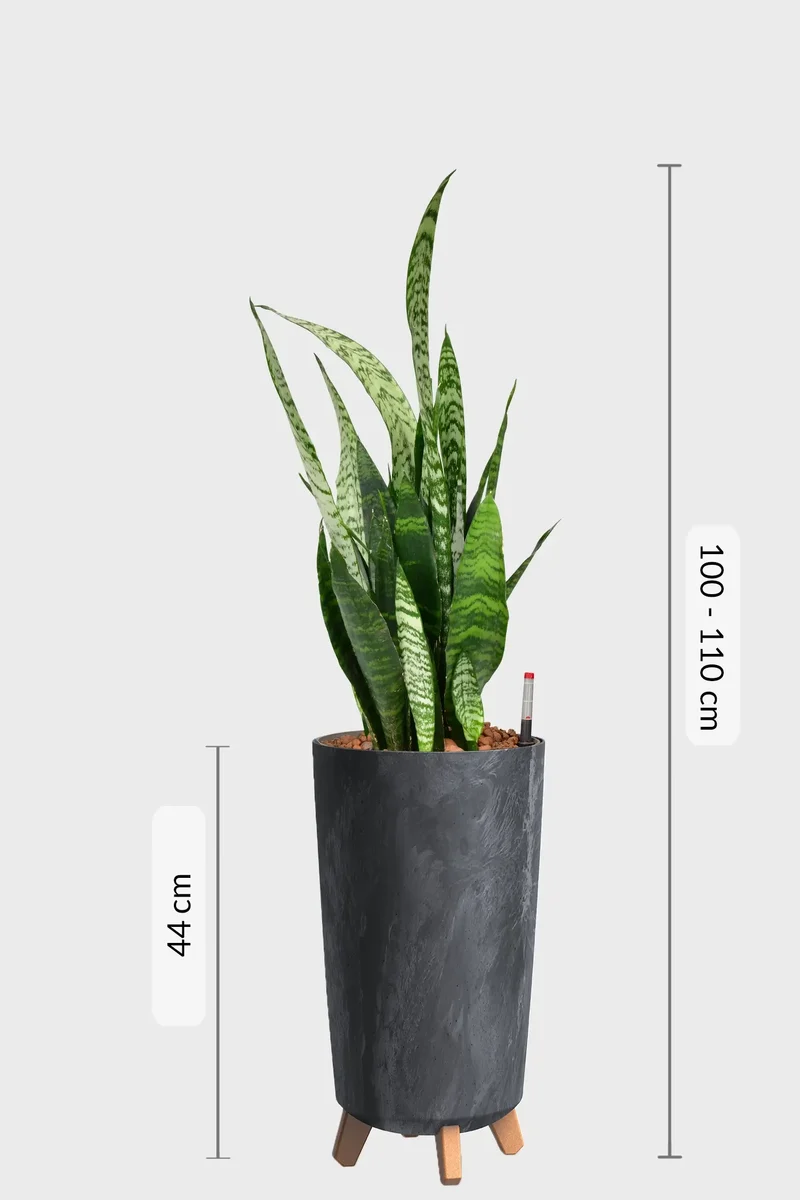 Hydro XL Büropflanze Sansevieria Betonoptik Vase