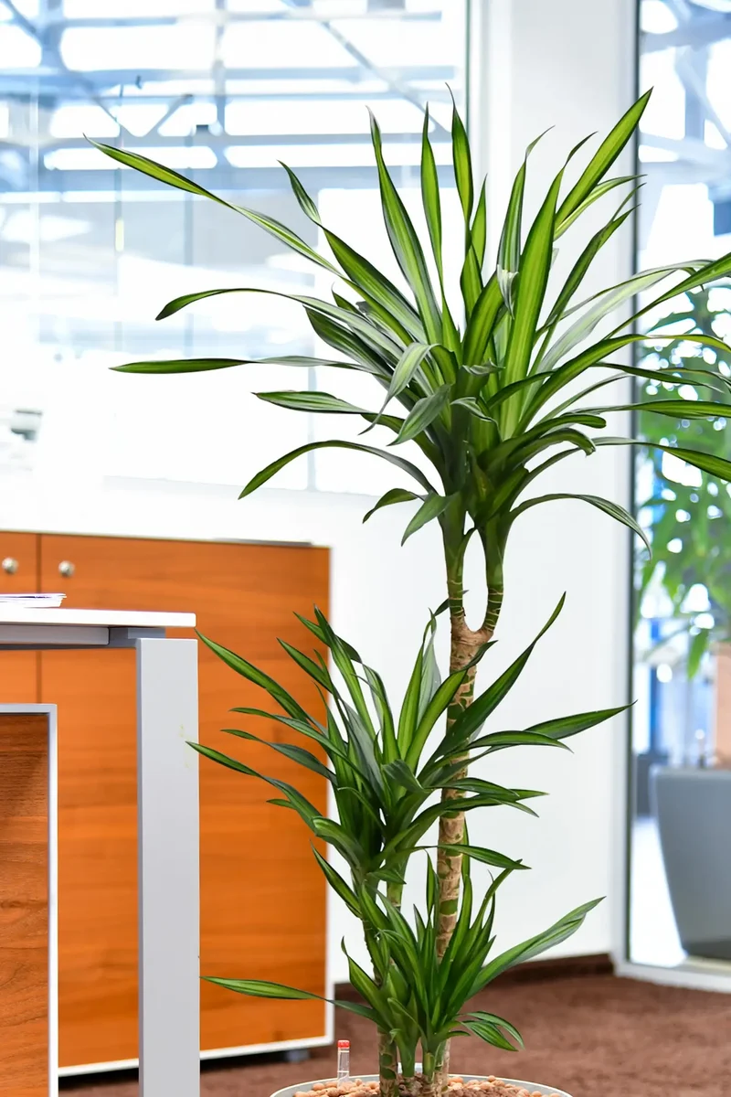 Hydro XL Büropflanze Rikki in Betonoptik Vase