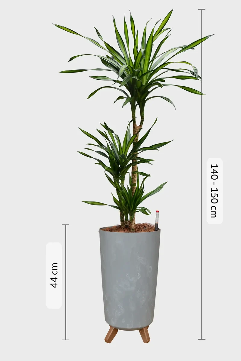 Hydro XL Büropflanze Rikki in Betonoptik Vase