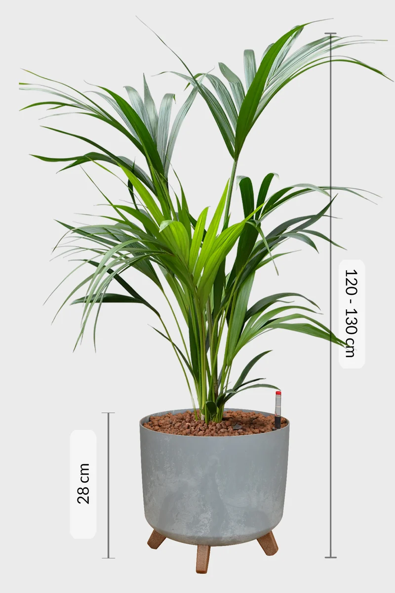 HYDRO SET XL BÜROPFLANZE Kentia Palme mit Pflanzgefäß in Betonoptik, 120-130cm