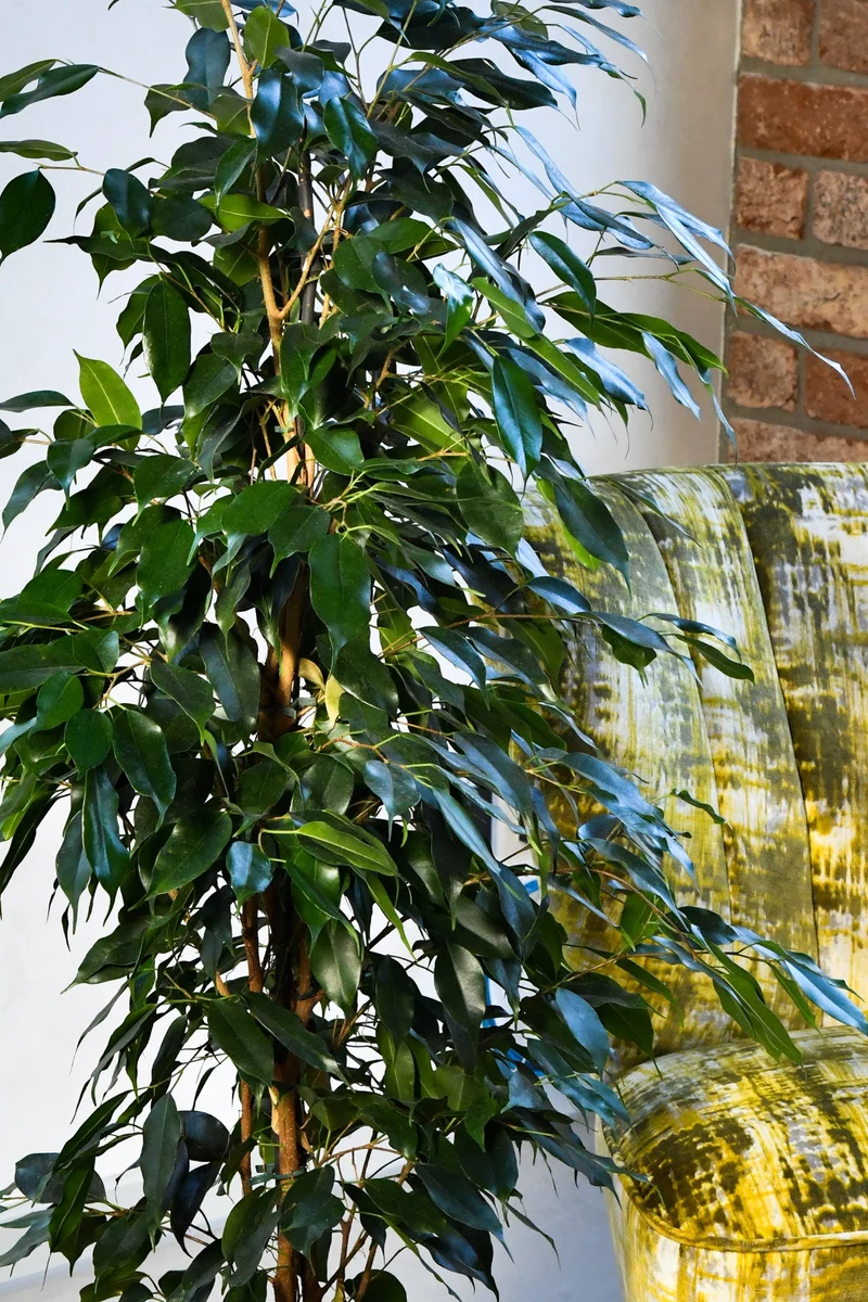 HYDRO SET XL BÜROPFLANZE Ficus Benjamina mit Vase in Betonoptik, 140-150cm