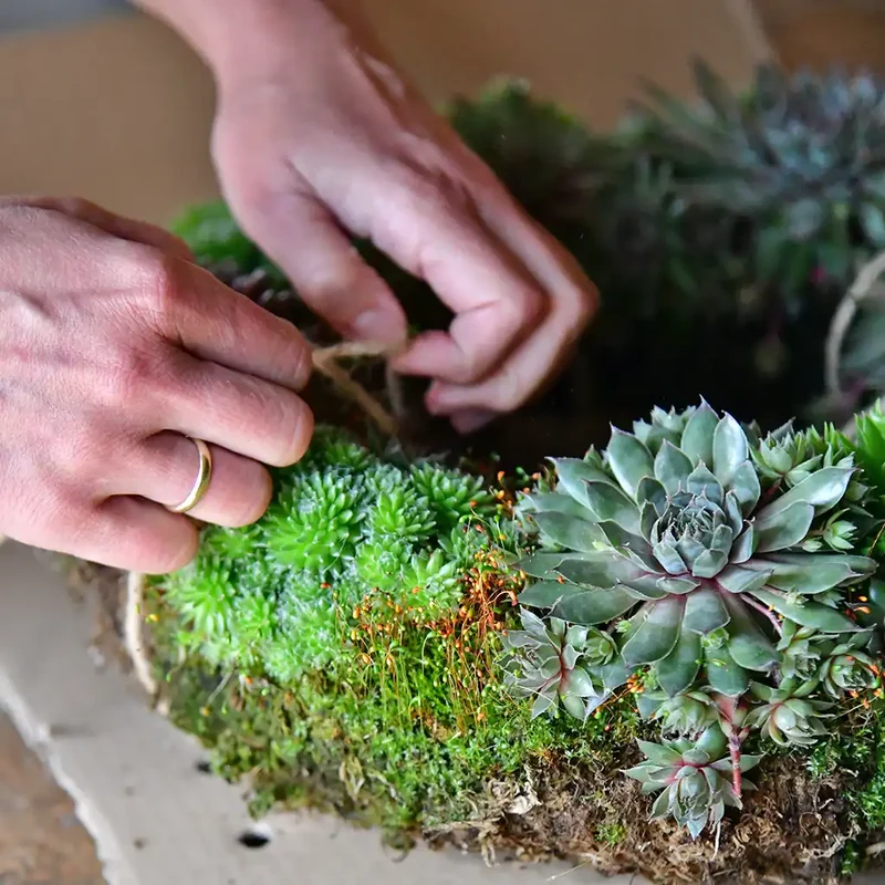 Grabschmuck Sukkulenten Herz Ø 25cm