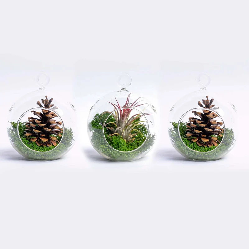 Glass Christmas Ball - Airplant and Reindeer Moss
