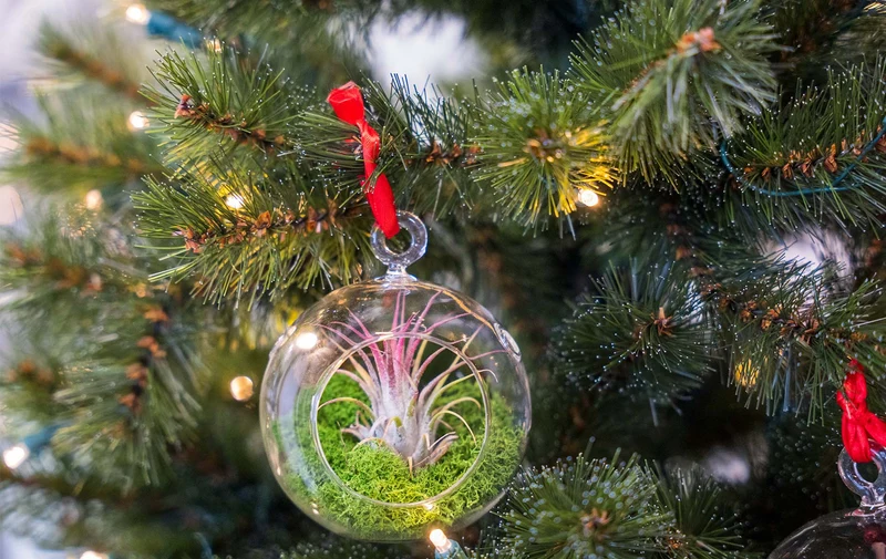 Glass Christmas Ball - Airplant and Reindeer Moss