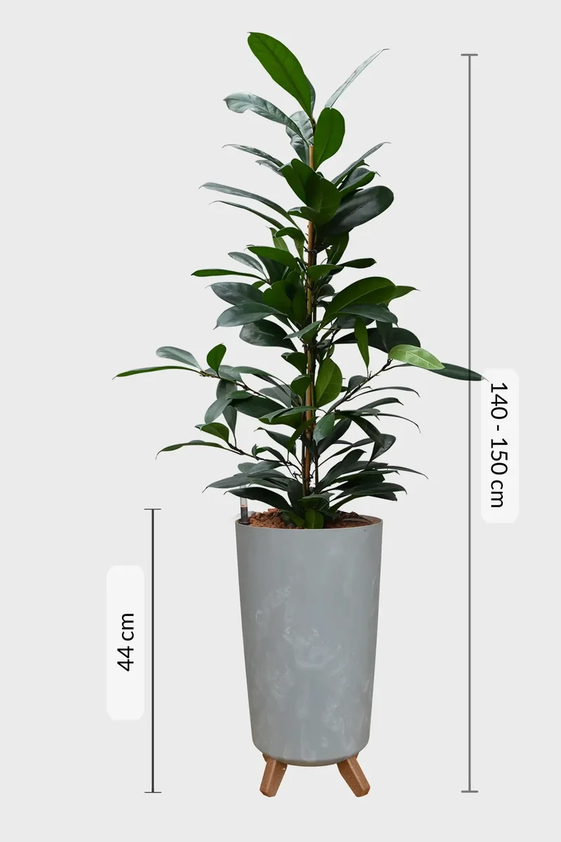 HYDRO SET XL BÜROPFLANZE Afrikanischer Feigenbaum mit Betonoptik Vase