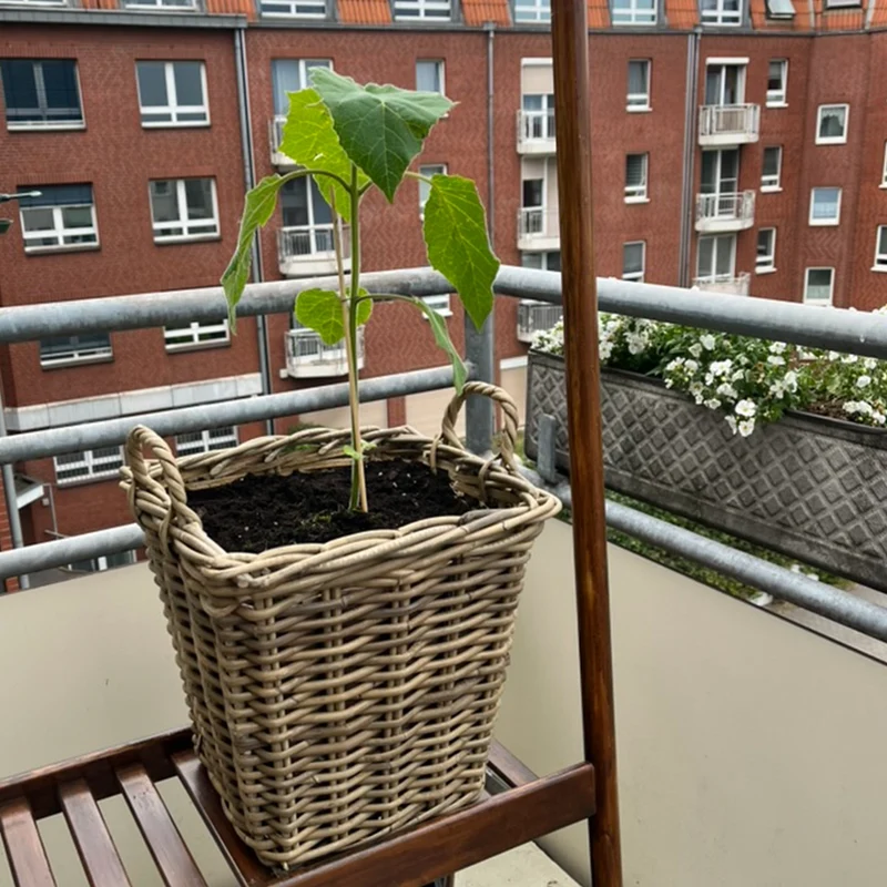 Rattankorb Eckig mit Griff 32cm mit Erde