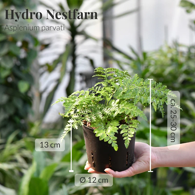 4er Box Hydro Katzentraum