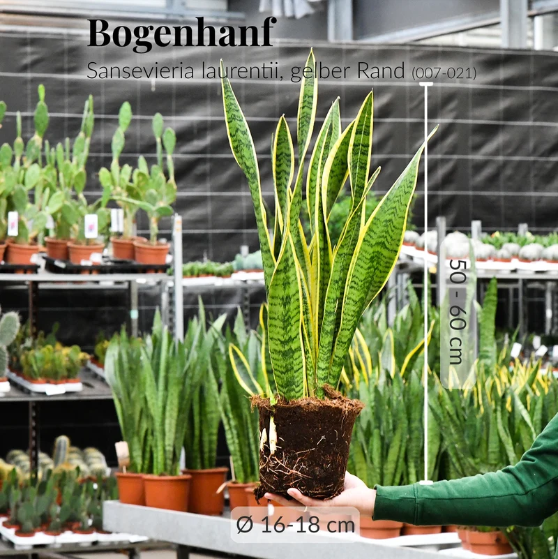 Schöne Schwiegermutterzunge