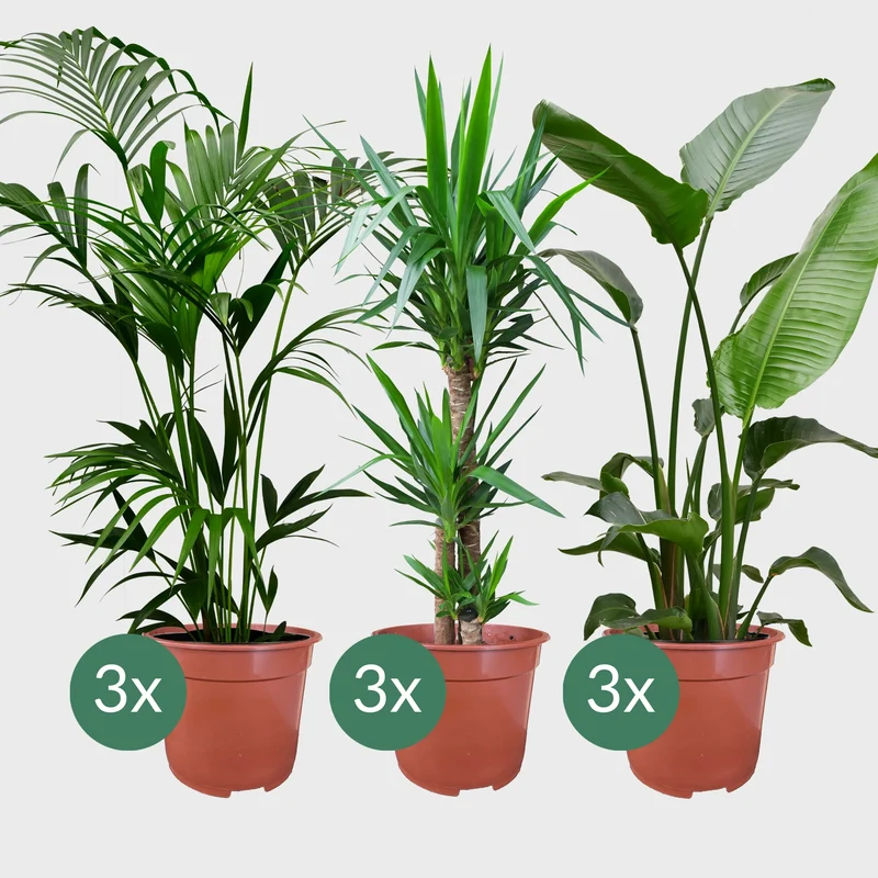 9er Set XXL Büropflanzen Palmen