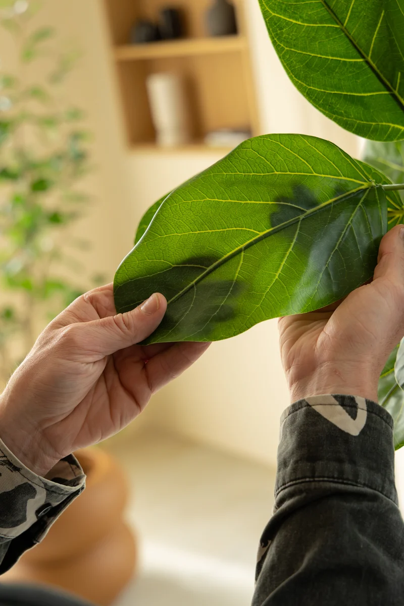 Ficus Audrey Kunstpflanze 210cm
