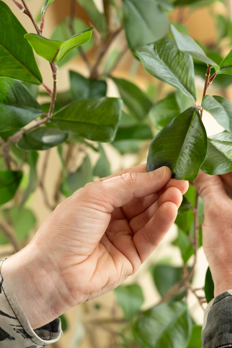 Ficus Triangularis Kunstpflanze 180cm