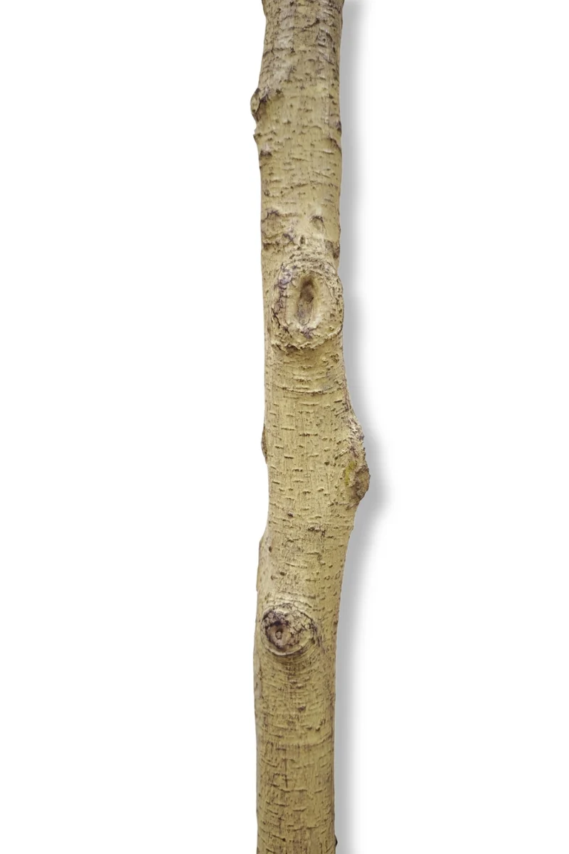 Künstlicher Olivenbaum 180cm