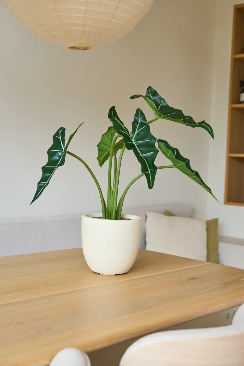 Kunstplant Alocasia 80 cm