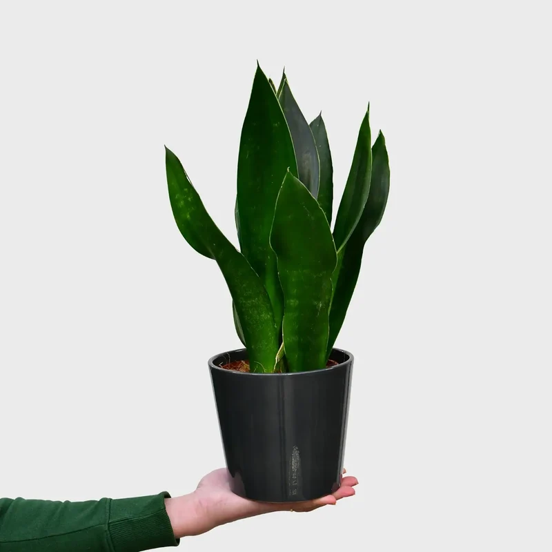 Sansevieria Black Diamond