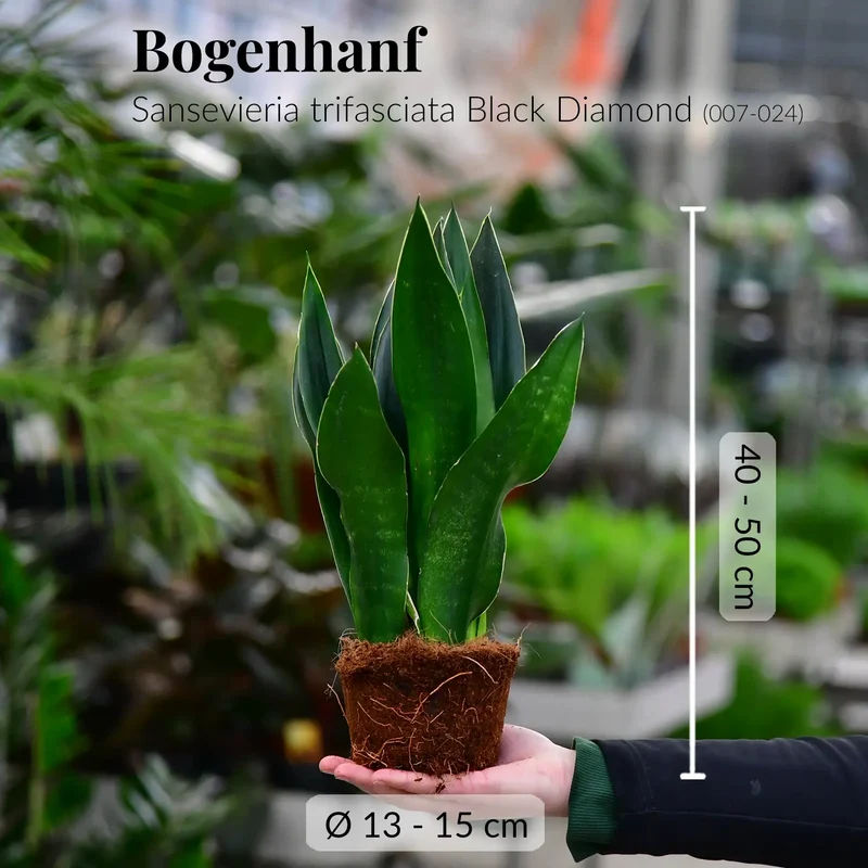 Sansevieria Black Diamond
