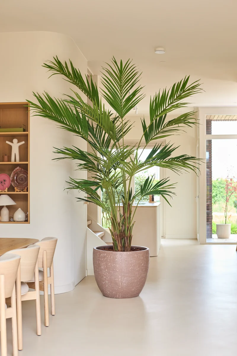 Kunstplant Kentia Palm 270 cm