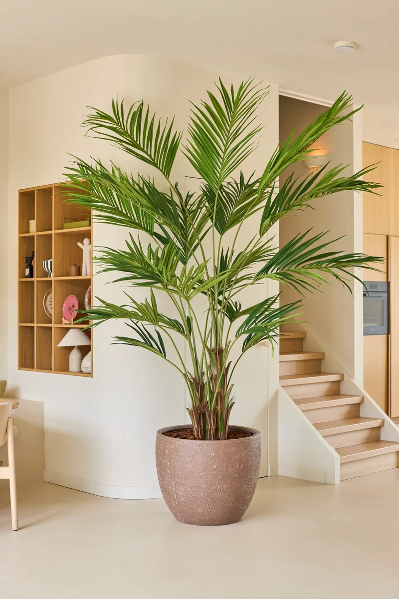 Kunstplant Kentia Palm 270 cm