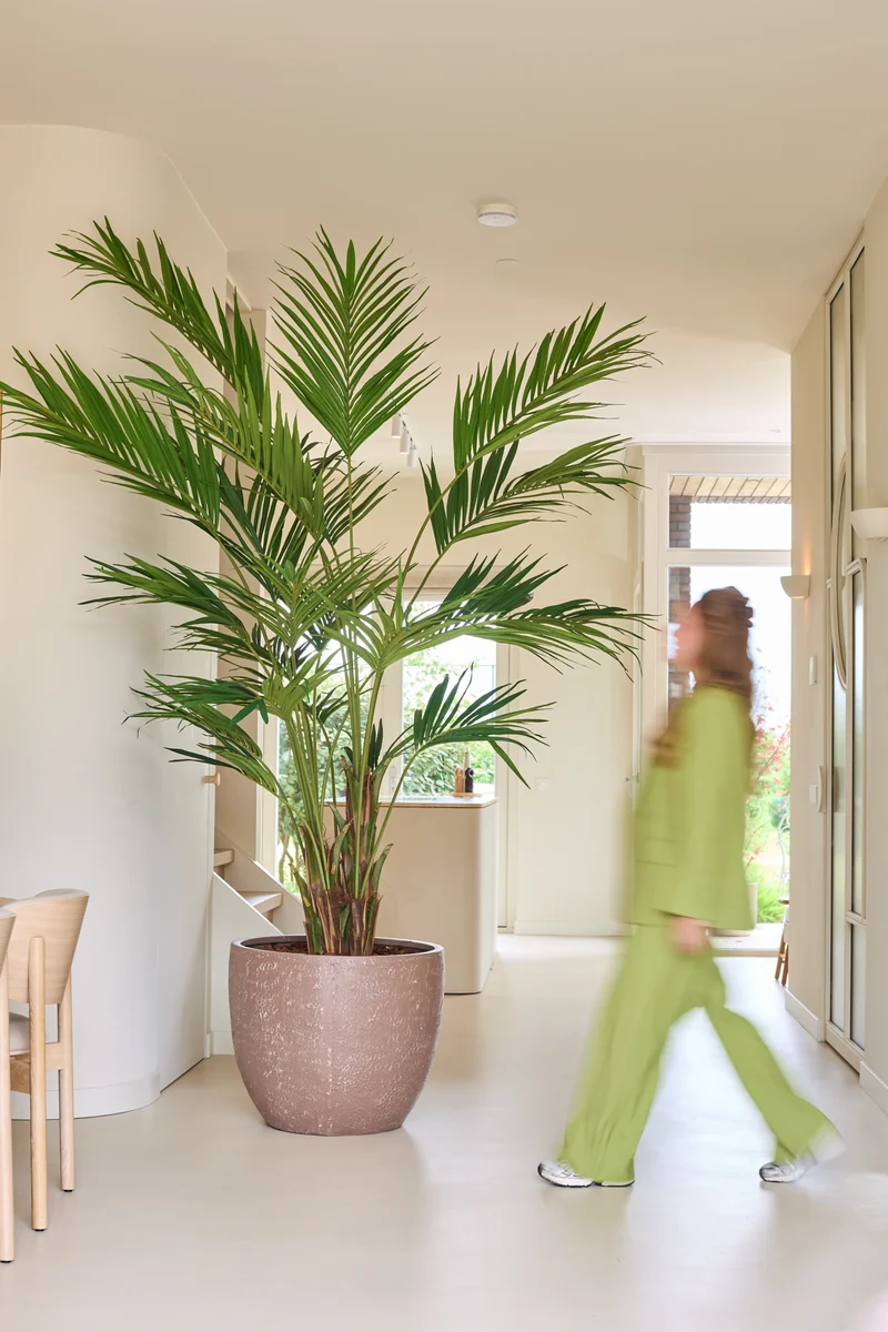 Kunstplant Kentia Palm 270 cm