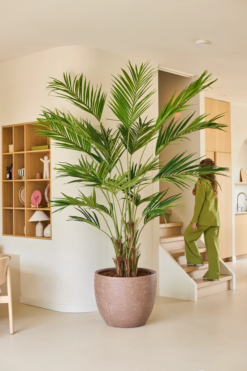 Kunstplant Kentia Palm 270 cm