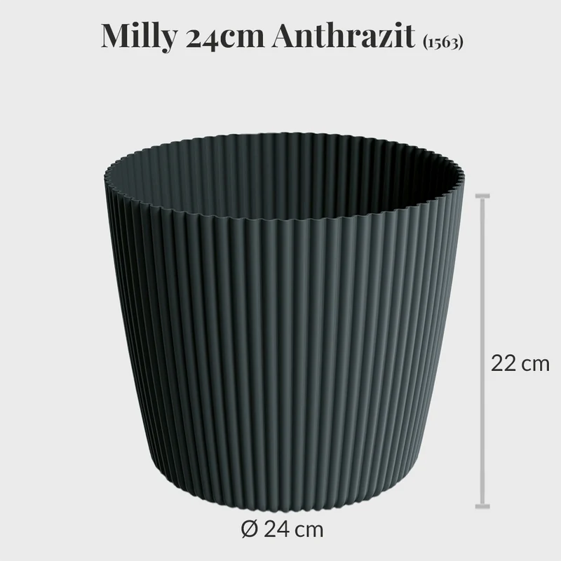 Milly 24cm