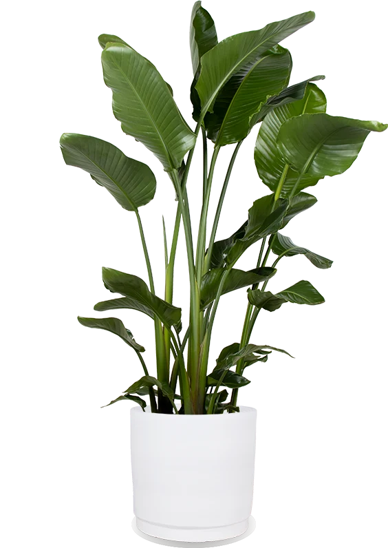 Strelitzia nicolai (Paradiesvogelblume) (XL)