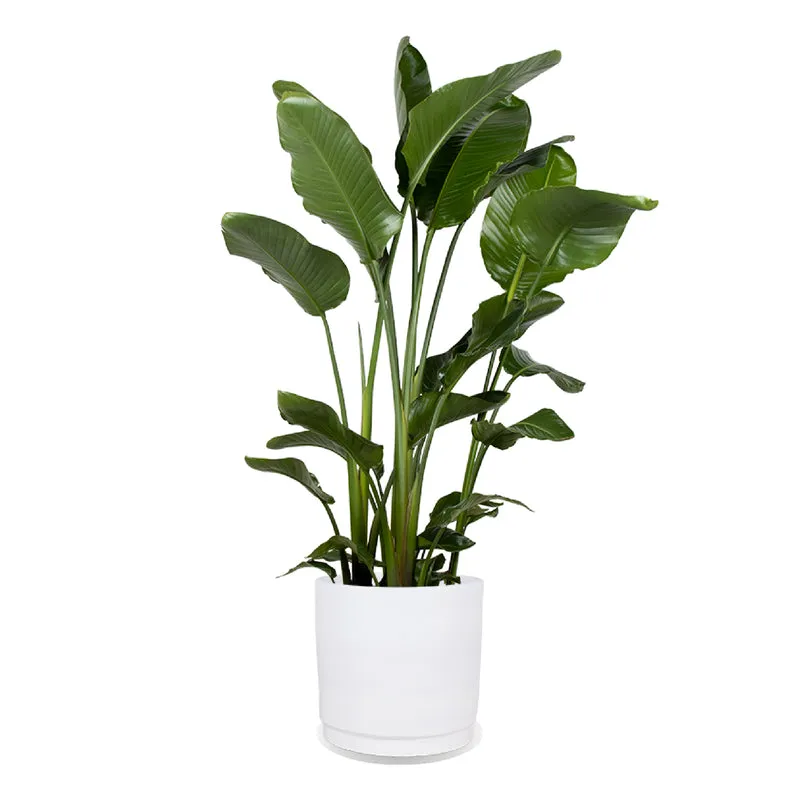 Strelitzia nicolai (Paradiesvogelblume) (XL)