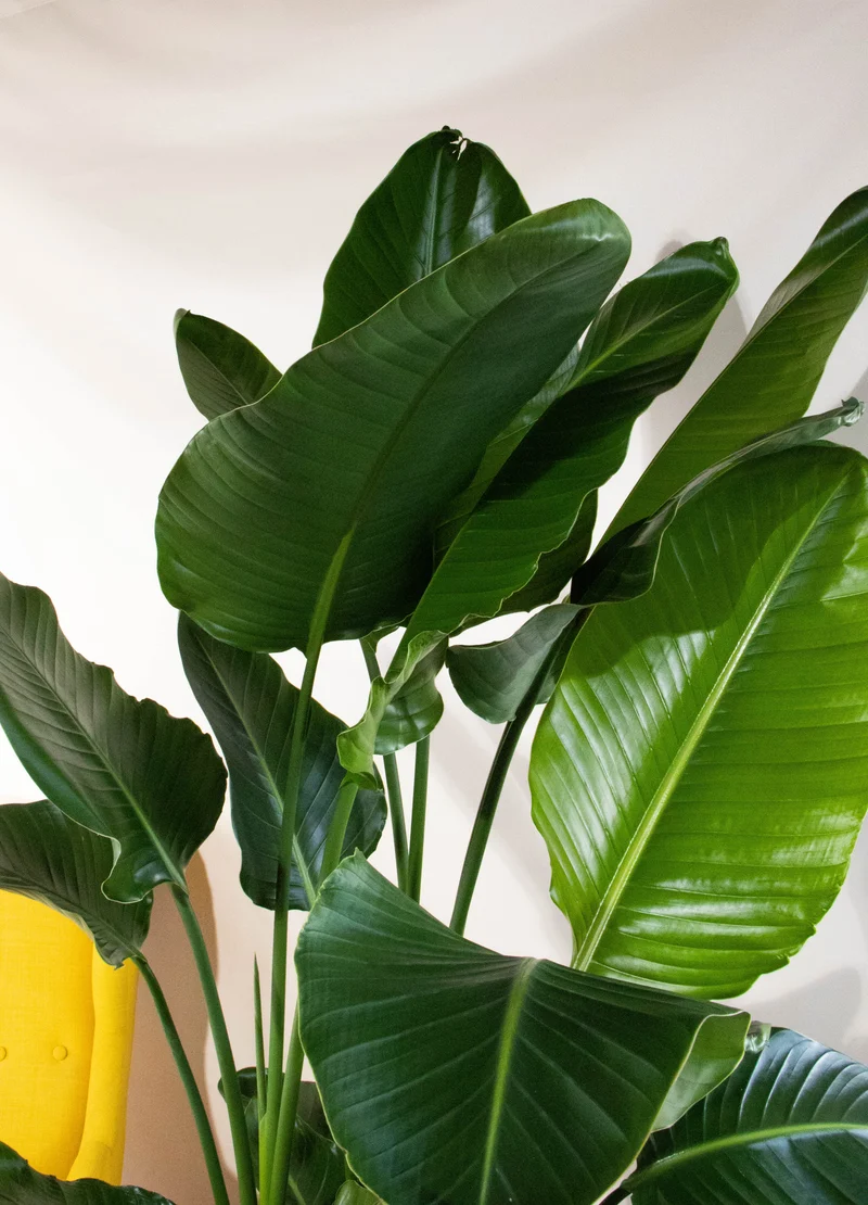 Strelitzia nicolai (Paradiesvogelblume) (XL)