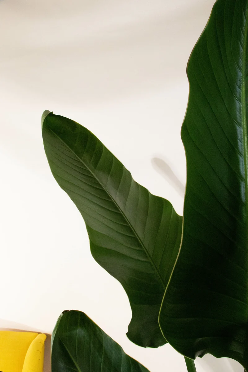 Strelitzia nicolai (Paradiesvogelblume) (XL)