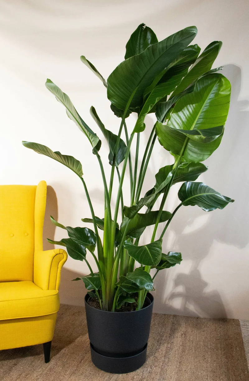 Strelitzia nicolai (Paradiesvogelblume) (XL)