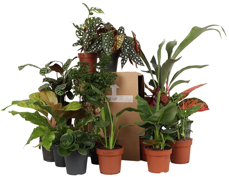 Die Überraschungsbox – 4 Pflanzen (Ausgabe #2)