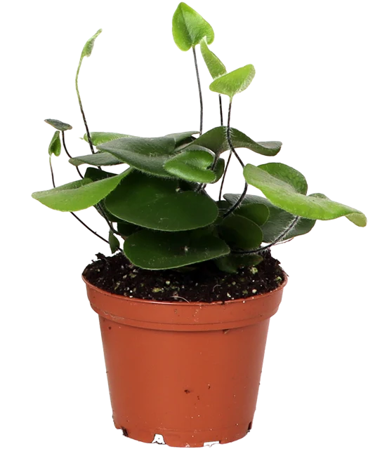 Hemionitis arifolia (Herzfarn) (XS)