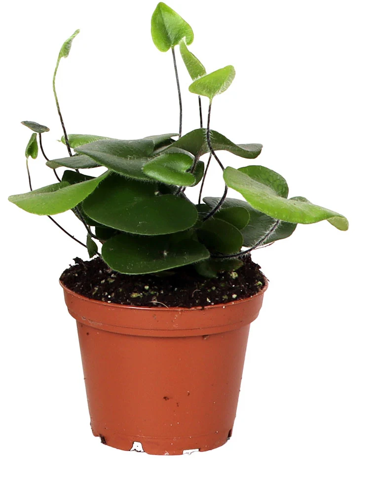 Hemionitis arifolia (Herzfarn) (XS)