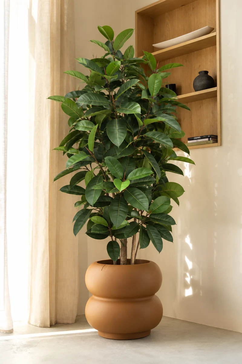 Ficus Elastica Kunstpflanze 180cm