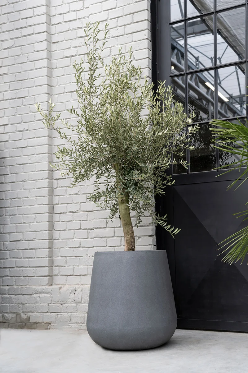 Pflanzkübel Pax Grau aus robustem Fiberstone
