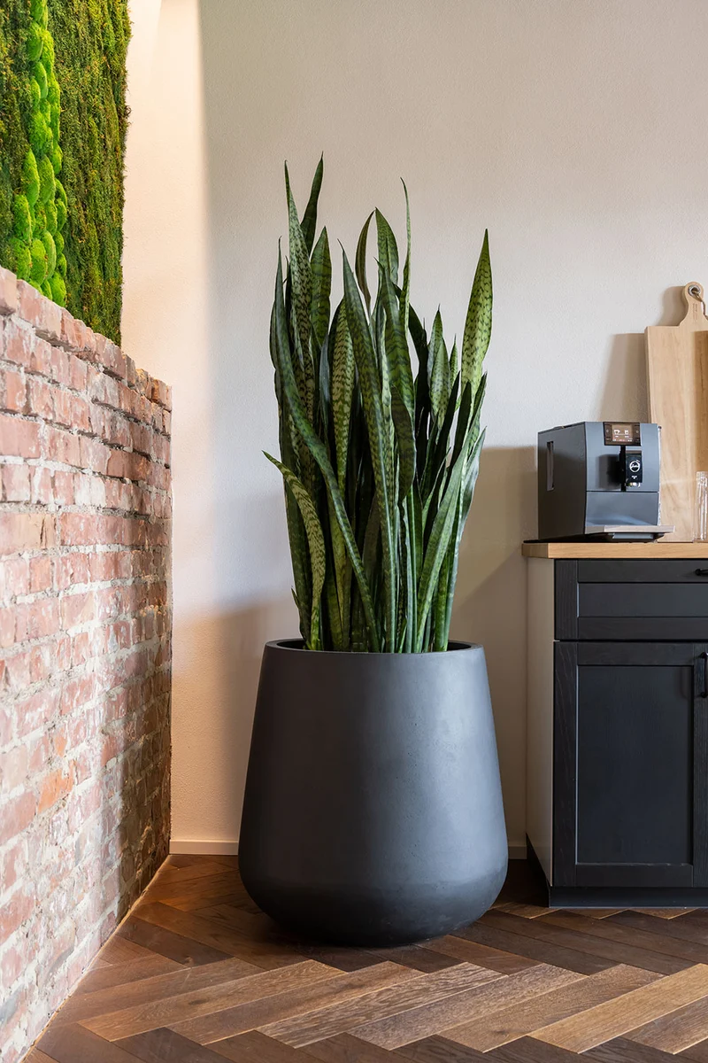 Pflanzkübel Pax Schwarz aus robustem Fiberstone