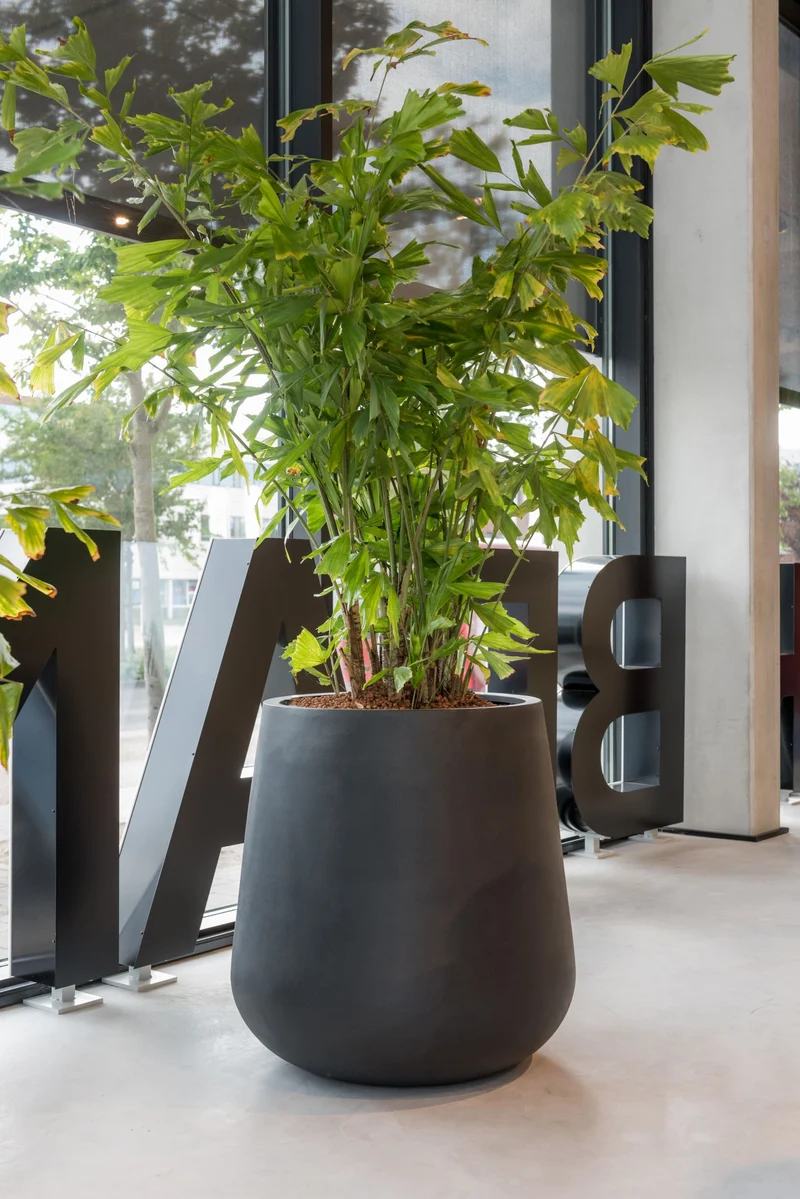 Pflanzkübel Pax Schwarz aus robustem Fiberstone